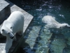 Zoo in Novosibirsk